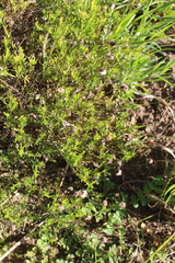 Felicia hyssopifolia