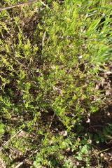 Felicia hyssopifolia