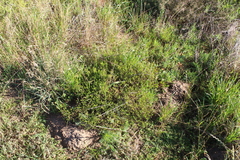 Felicia hyssopifolia