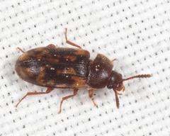 Mycetophagus pluripunctatus