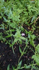 Epilobium obscurum