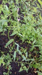 Epilobium obscurum