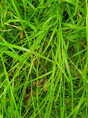 Carex strigosa