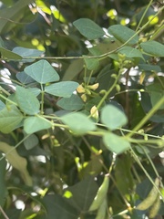 Rhynchosia minima minima