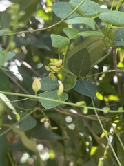 Rhynchosia minima minima