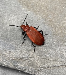 Pyrochroa serraticornis