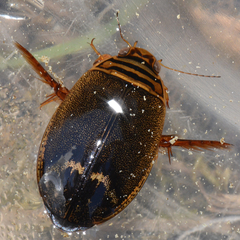 Acilius abbreviatus