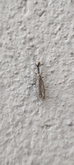 Xanthostigma