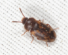 Mycetophagus pluripunctatus