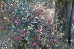 Exomis microphylla