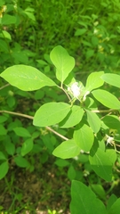 Lonicera xylosteum