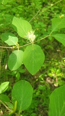 Lonicera xylosteum