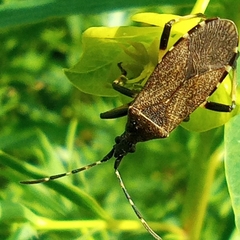 Dicranocephalus medius