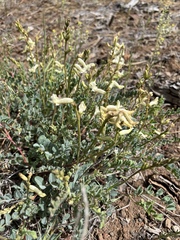 Astragalus curvicarpus