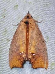 Hyperlopha flavipennis