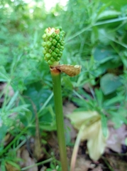 Arum besserianum