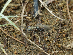 Callytron nivicinctum