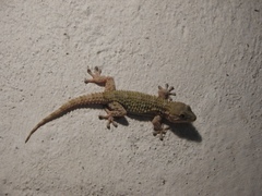 Tarentola mauritanica