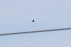 Hieraaetus morphnoides