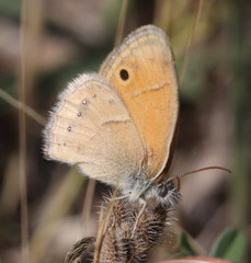 Coenonympha saadi