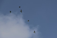 Brotogeris versicolurus