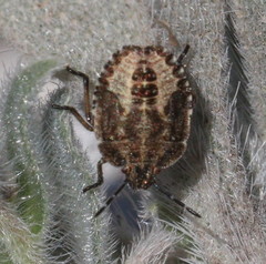 Dolycoris