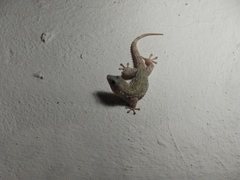 Tarentola mauritanica