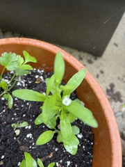Lobularia maritima