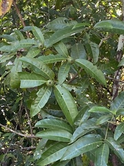 Alibertia edulis