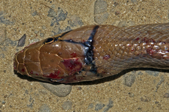 Coelognathus radiatus