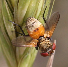 Eliozeta