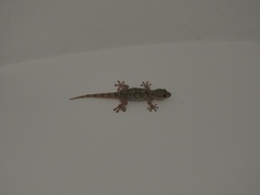 Tarentola mauritanica