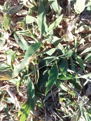 Tragus berteronianus