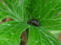 Otiorhynchus grandineus