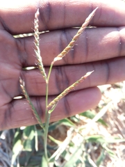 Tragus berteronianus