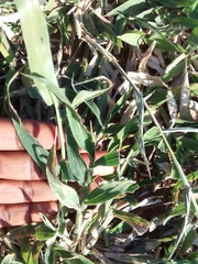 Tragus berteronianus