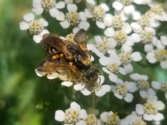 Halictus parallelus