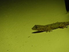 Tarentola mauritanica