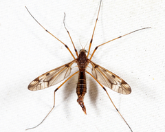 Tipula fuliginosa
