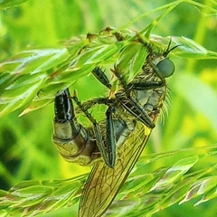 Dysmachus fuscipennis