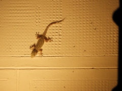 Tarentola mauritanica