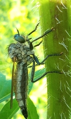 Dysmachus fuscipennis