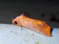 Hyperlopha flavipennis
