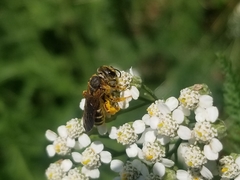 Halictus parallelus