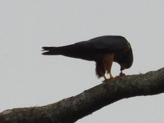 Falco cuvierii