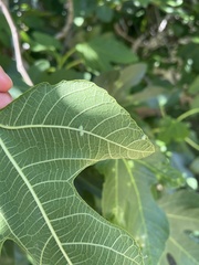 Homotoma ficus