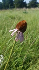 Echinacea atrorubens