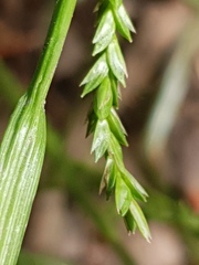 Carex strigosa
