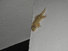 Tarentola mauritanica