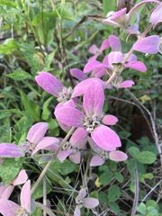 Congea tomentosa